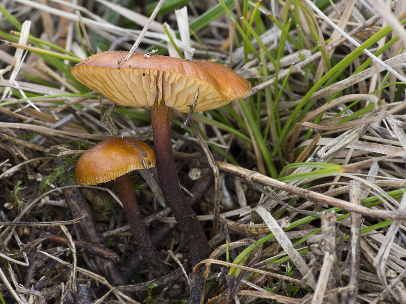 Flammulina ononidis